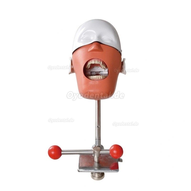 Dental Training Manikin Phantom Head Bench Mount Dental Simulators